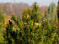 Pinus mugo Troja IMG_1871 Sosna kosodrzewina